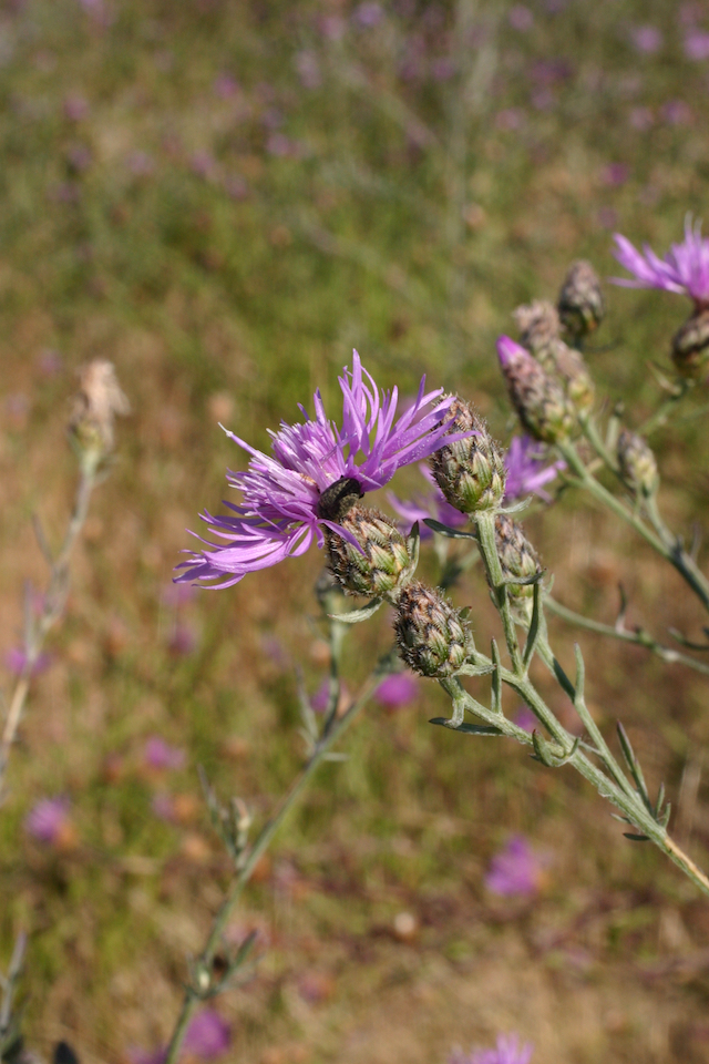 /oda/weeds/oregon-noxious-weeds/noxious%20weeds%20images/spottedknapweed_flw8_oda.jpg