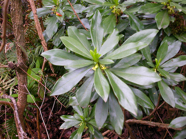 /oda/weeds/oregon-noxious-weeds/noxious%20weeds%20images/spurgelaural1_rjohn.jpg