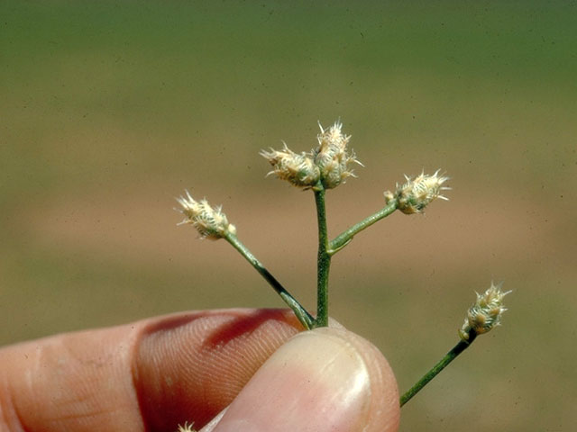 /oda/weeds/oregon-noxious-weeds/noxious%20weeds%20images/squarroseknap_bud_unk_lg.jpg