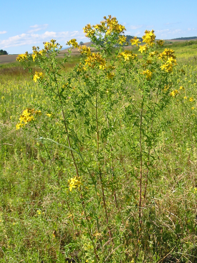 /oda/weeds/oregon-noxious-weeds/noxious%20weeds%20images/stjohnswortplt_ec.jpg	