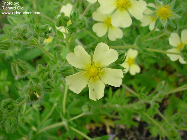 /oda/weeds/oregon-noxious-weeds/noxious%20weeds%20images/sulfurcinquefoil_flw_wssa.jpg