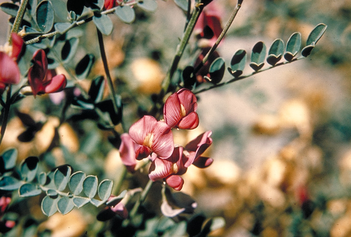 /oda/weeds/oregon-noxious-weeds/noxious%20weeds%20images/swainsonpea_flw_cdalg.jpg