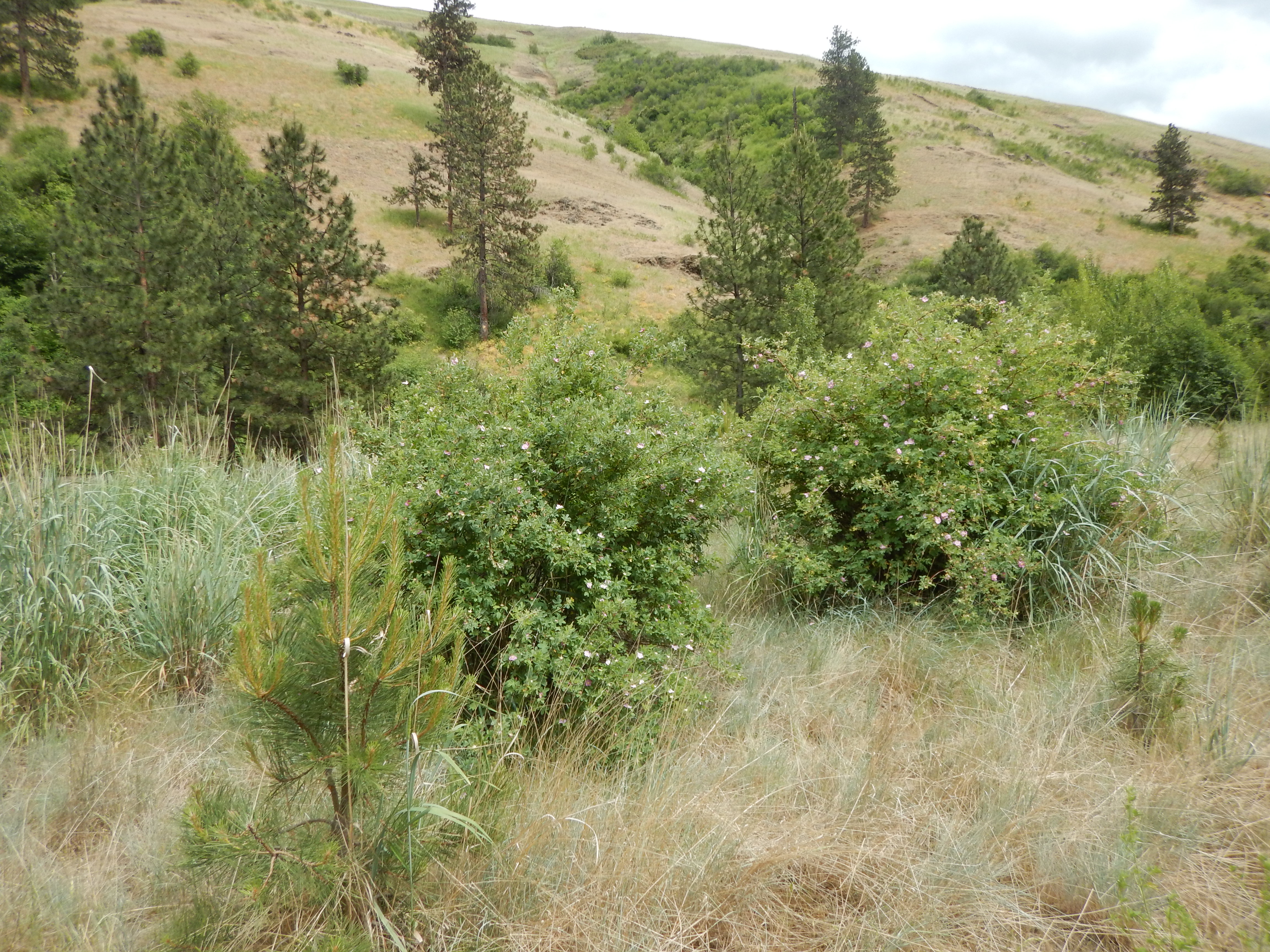 /oda/weeds/oregon-noxious-weeds/noxious%20weeds%20images/sweetbriarbush.jpeg