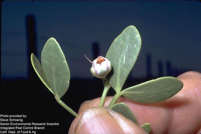 /oda/weeds/oregon-noxious-weeds/noxious%20weeds%20images/syrianbeancaper_fwr_wssa_lg.jpg