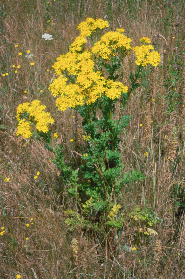 /oda/weeds/oregon-noxious-weeds/noxious%20weeds%20images/tansyragwort_plt_ec.jpg