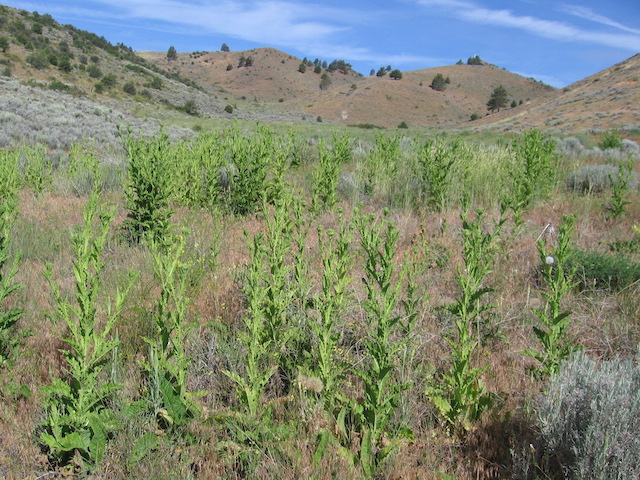 /oda/weeds/oregon-noxious-weeds/noxious%20weeds%20images/taurianthist_fld_bb.jpg