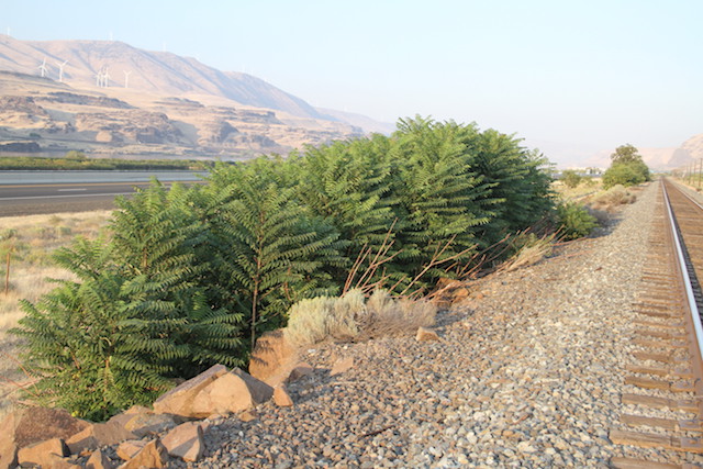 /oda/weeds/oregon-noxious-weeds/noxious%20weeds%20images/treeofheaven_inf_ec.jpg