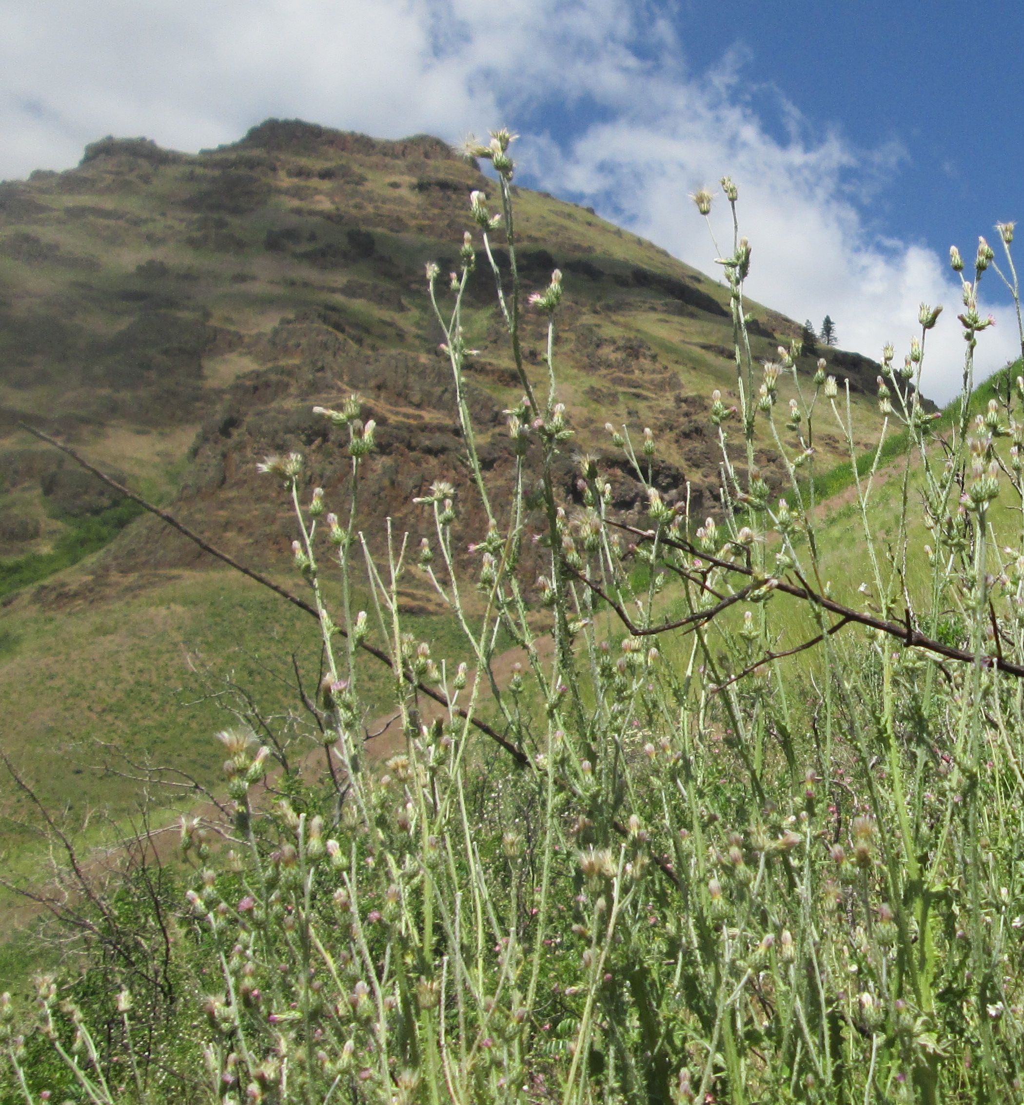 /oda/weeds/oregon-noxious-weeds/noxious%20weeds%20images/turkishthistleimnaha.jpg