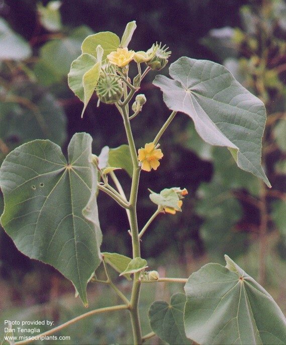 /oda/weeds/oregon-noxious-weeds/noxious%20weeds%20images/velvetleaf_wssa.jpg