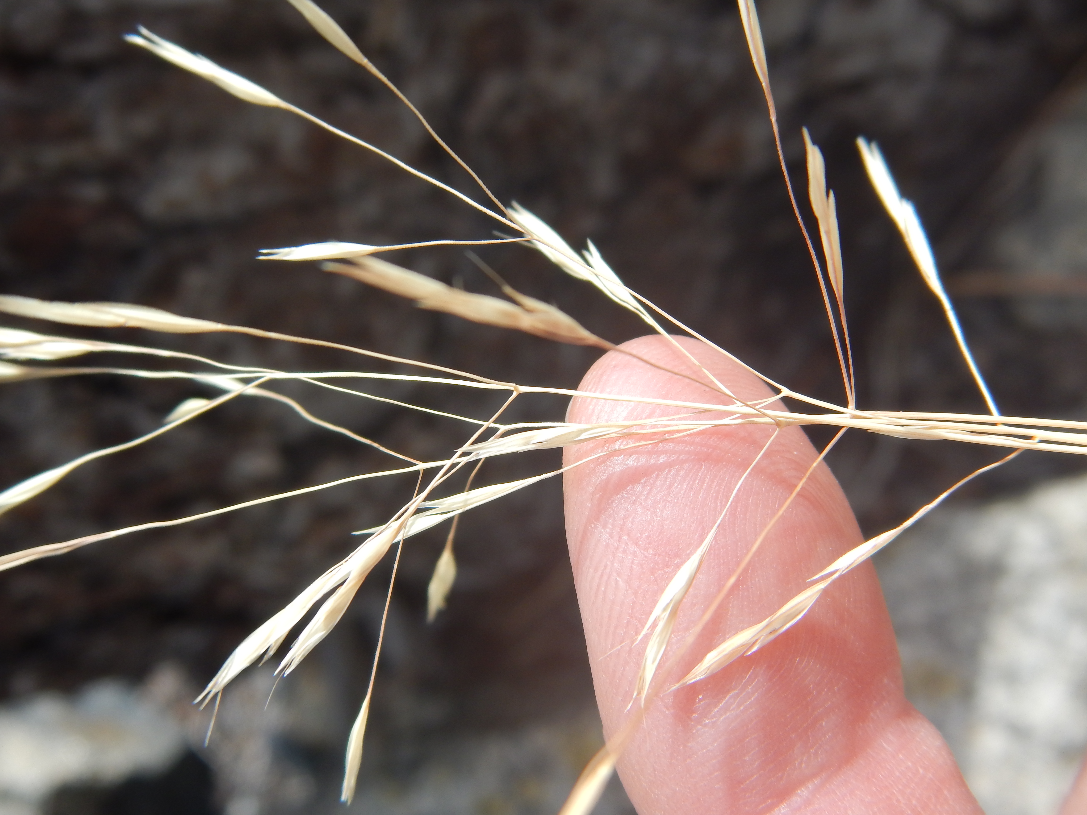 /oda/weeds/oregon-noxious-weeds/noxious%20weeds%20images/ventenata_mattlavin2.jpg