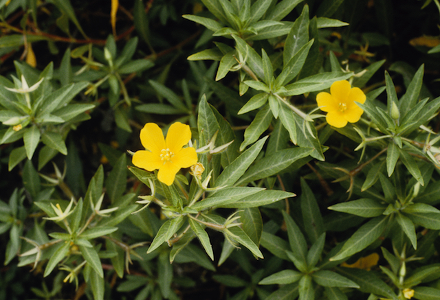 /oda/weeds/oregon-noxious-weeds/noxious%20weeds%20images/waterprimrosegm.aquatic.2201.jpg