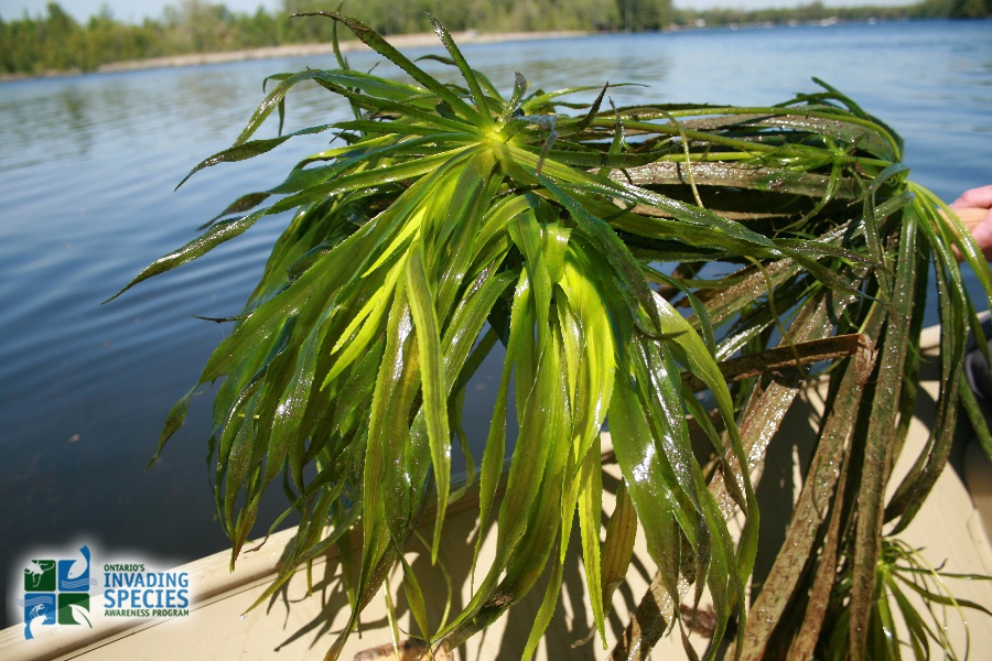 /oda/weeds/oregon-noxious-weeds/noxious%20weeds%20images/watersoldier_francine-macdonald-mnr.jpg