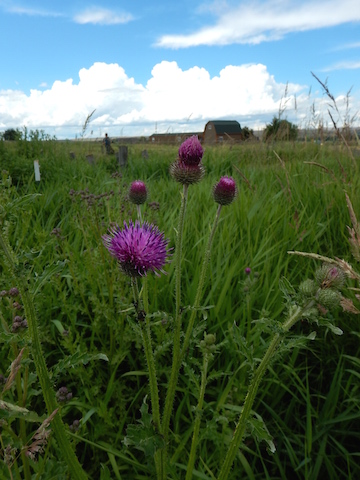 /oda/weeds/oregon-noxious-weeds/noxious%20weeds%20images/weltedthistle5_mp.jpg