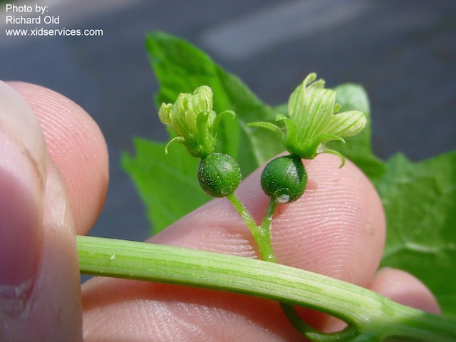 /oda/weeds/oregon-noxious-weeds/noxious%20weeds%20images/whitebryonia1_xid.jpg