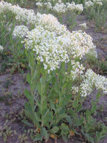 /oda/weeds/oregon-noxious-weeds/noxious%20weeds%20images/whitetop_plt_ds.jpg