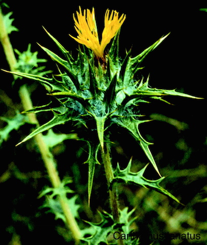 /oda/weeds/oregon-noxious-weeds/noxious%20weeds%20images/woolly_distaffthistle_kf.jpg