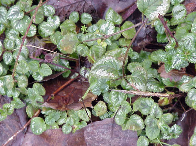 /oda/weeds/oregon-noxious-weeds/noxious%20weeds%20images/yellowarchangel2_dougs.jpg