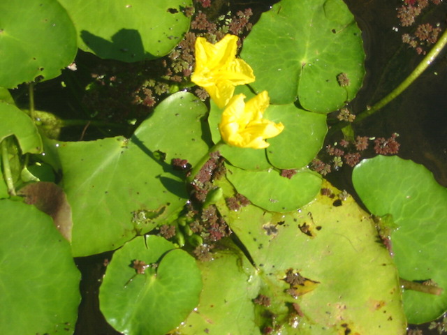 /oda/weeds/oregon-noxious-weeds/noxious%20weeds%20images/yellowfloatinghrt_flw_gm.jpg