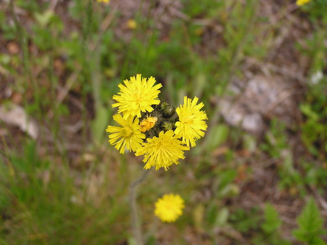 /oda/weeds/oregon-noxious-weeds/noxious%20weeds%20images/yellowhawkweedf_flw_tf.jpg