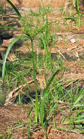 /oda/weeds/oregon-noxious-weeds/noxious%20weeds%20images/yellownutsedge_plant_joelfelix.jpg