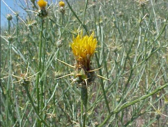 /oda/weeds/oregon-noxious-weeds/noxious%20weeds%20images/yellowstar_flw_gw.jpg