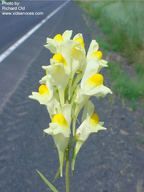 /oda/weeds/oregon-noxious-weeds/noxious%20weeds%20images/yellowtoadflax__flw_wssa.jpg