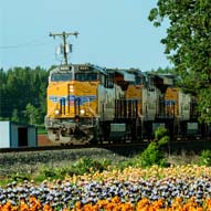 Train Locomotives on railroad track with flowers in foreground