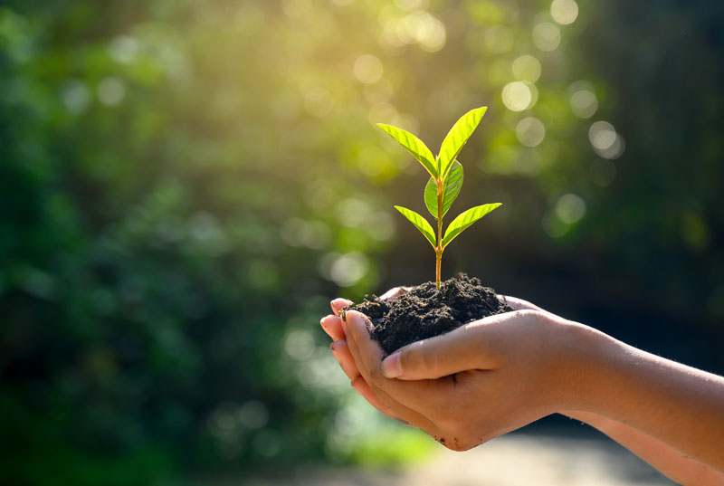 Image of a person's hand holding a small unpotted plant in the sunlight