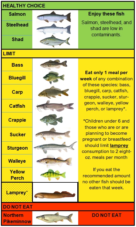 How to Identify Freshwater species, Shad, Perch, Walleye, Bluegill