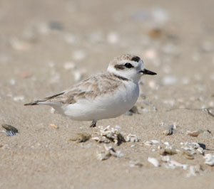 Photo of western snowy plover adult