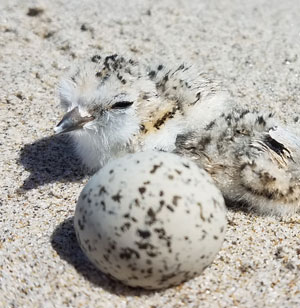 western snowy plover chick next to an unhatched egg