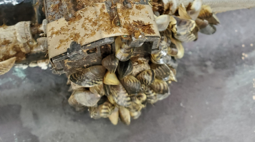 Contaminated boat with invasive mussels