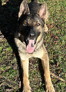 K9 Chessa