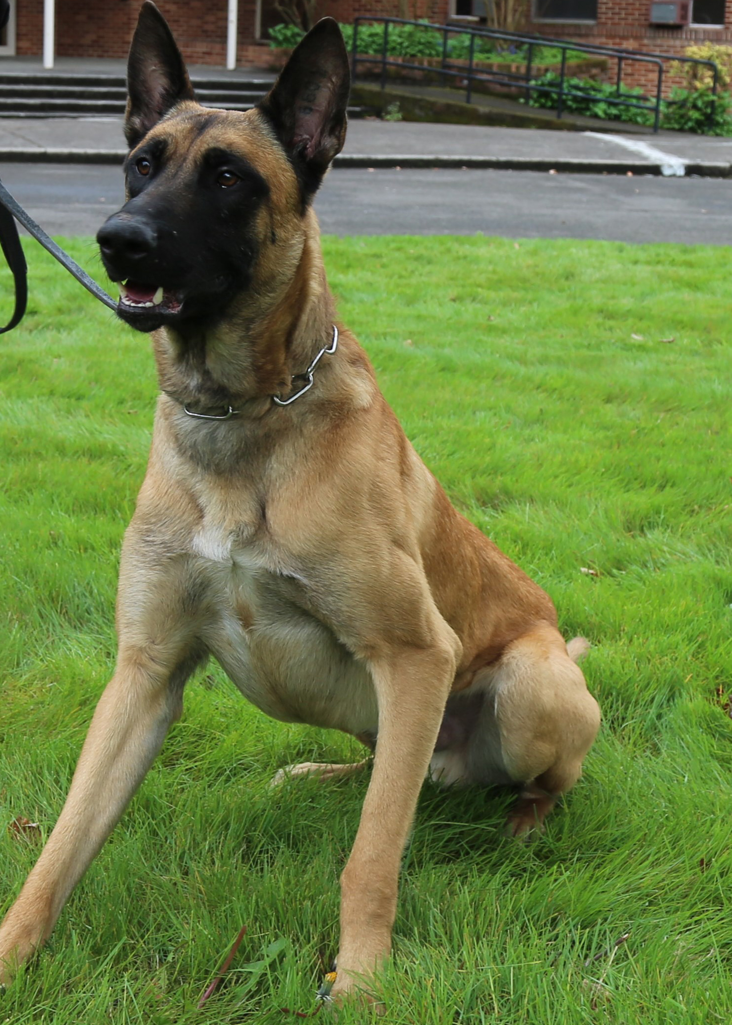 Oregon State Police : Meet our K9s : Programs : State of Oregon