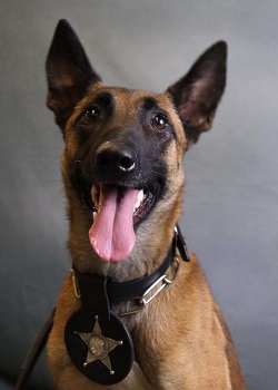 Oregon State Police : Meet our K9s : Programs : State of Oregon