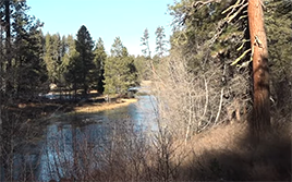 sunny view looking downriver with ponderosa pine trees along the sides