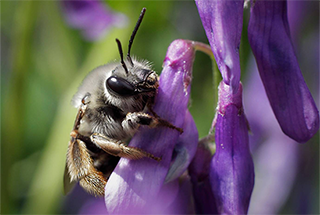 bee on purple blossom